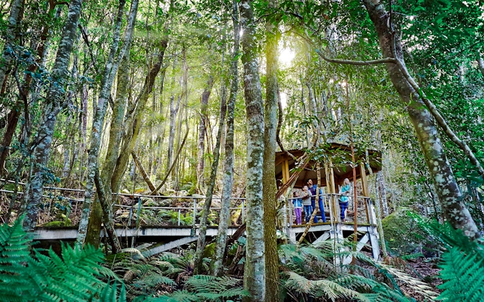 Visitors on a Scenic Walkway through lush rainforest.