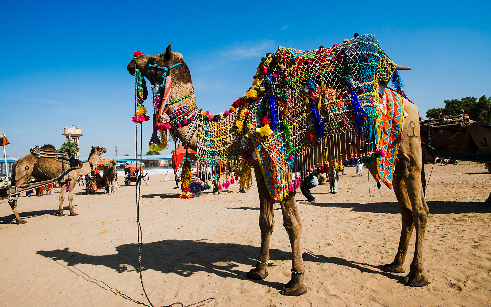 Adorned camel with colorful decorations at Pushkar Camel Fair, Rajasthan, India.