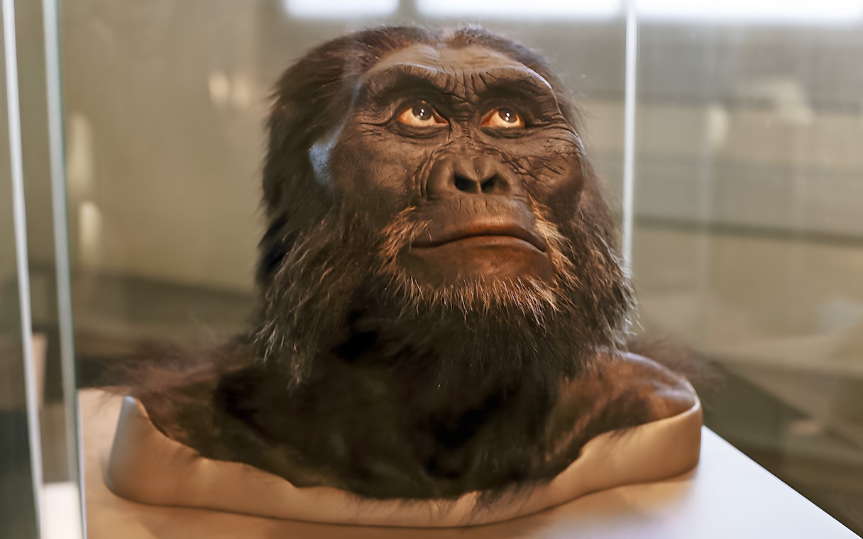 Bust of an early human ancestor at Smithsonian National Museum of Natural History.
