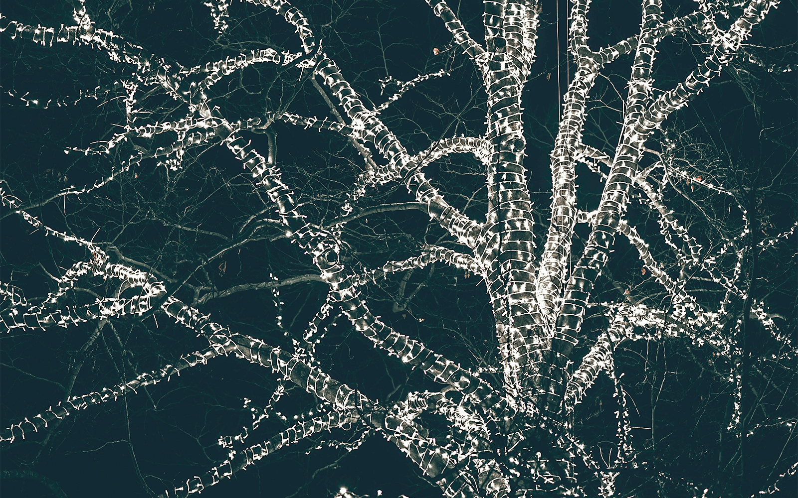 Tree wrapped in festive lights at Christmas in Kew Gardens.