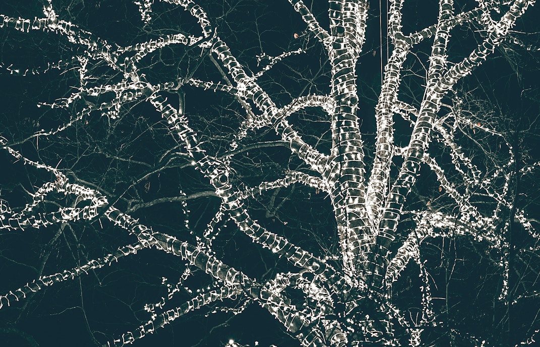 Tree wrapped in festive lights at Christmas in Kew Gardens.