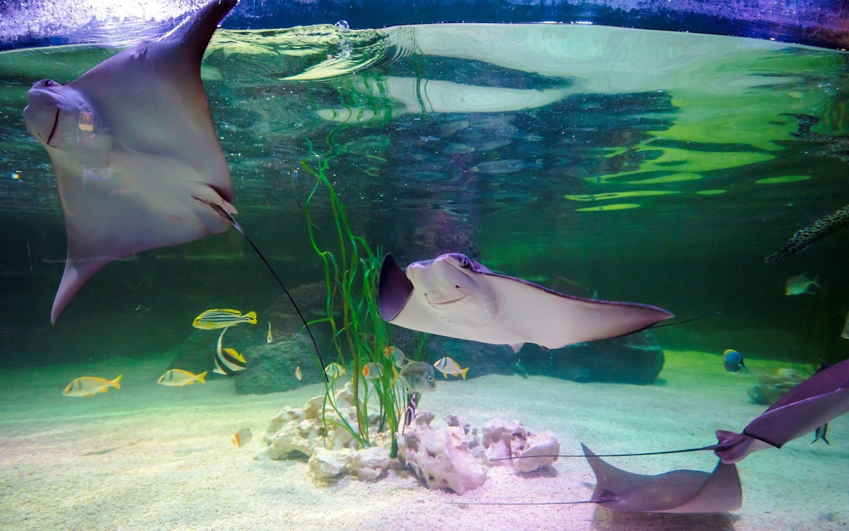 Manta rays swimming in an aquarium at Sea Life Loch Lomond.