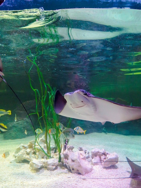 Manta rays swimming in an aquarium at Sea Life Loch Lomond.