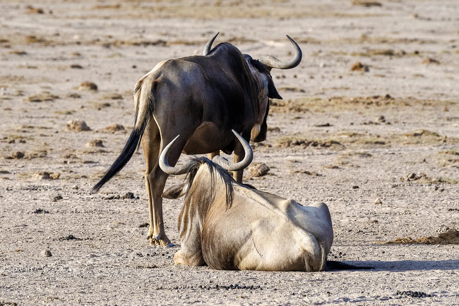 Wildebeests resting on the plains during a safari in Lake Nakuru and Masai Mara, Kenya.
