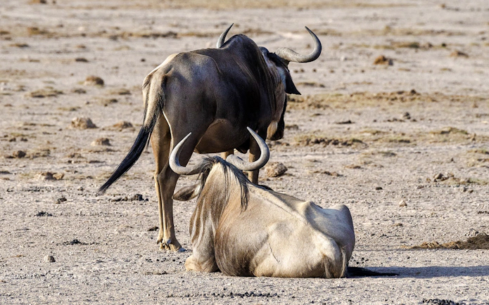 Wildebeests resting on the plains during a safari in Lake Nakuru and Masai Mara, Kenya.