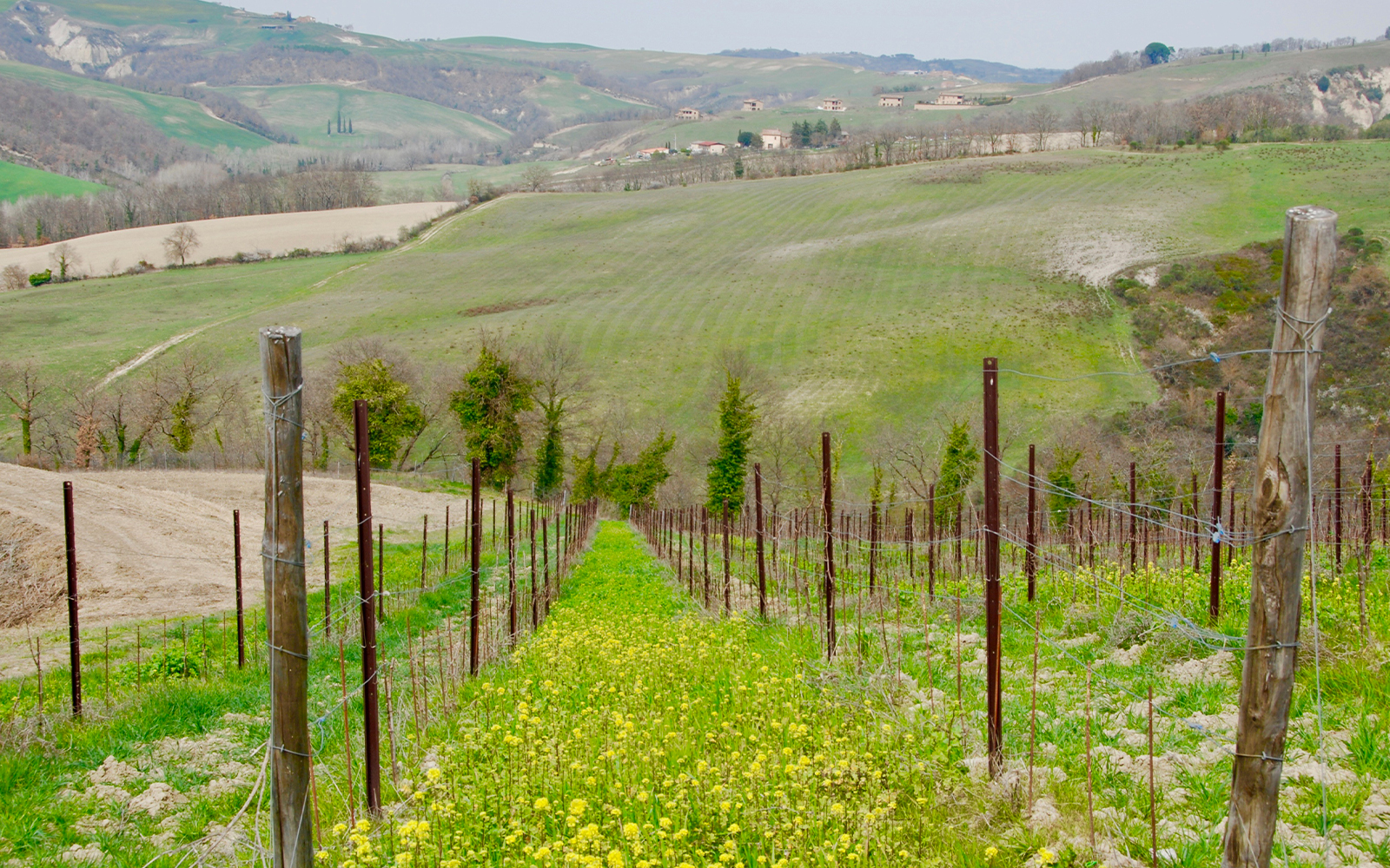 Vineyard in the rolling hills of Tuscany, Italy, showcasing lush green landscape.
