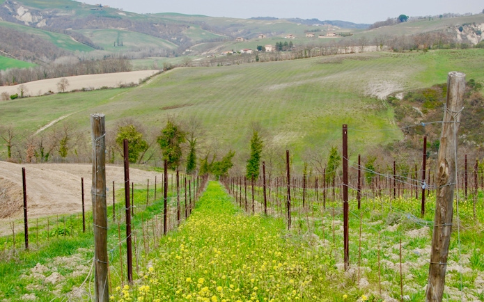 Vineyard in the rolling hills of Tuscany, Italy, showcasing lush green landscape.