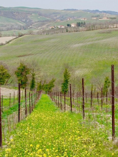 Vineyard in the rolling hills of Tuscany, Italy, showcasing lush green landscape.