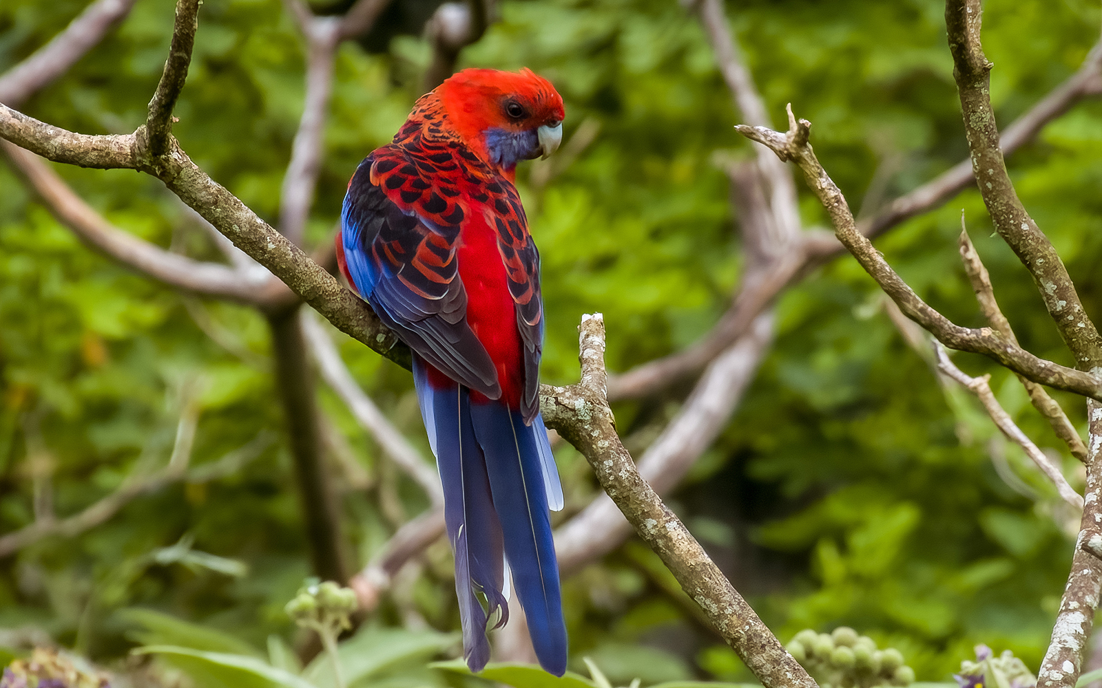 Crimson rosellas