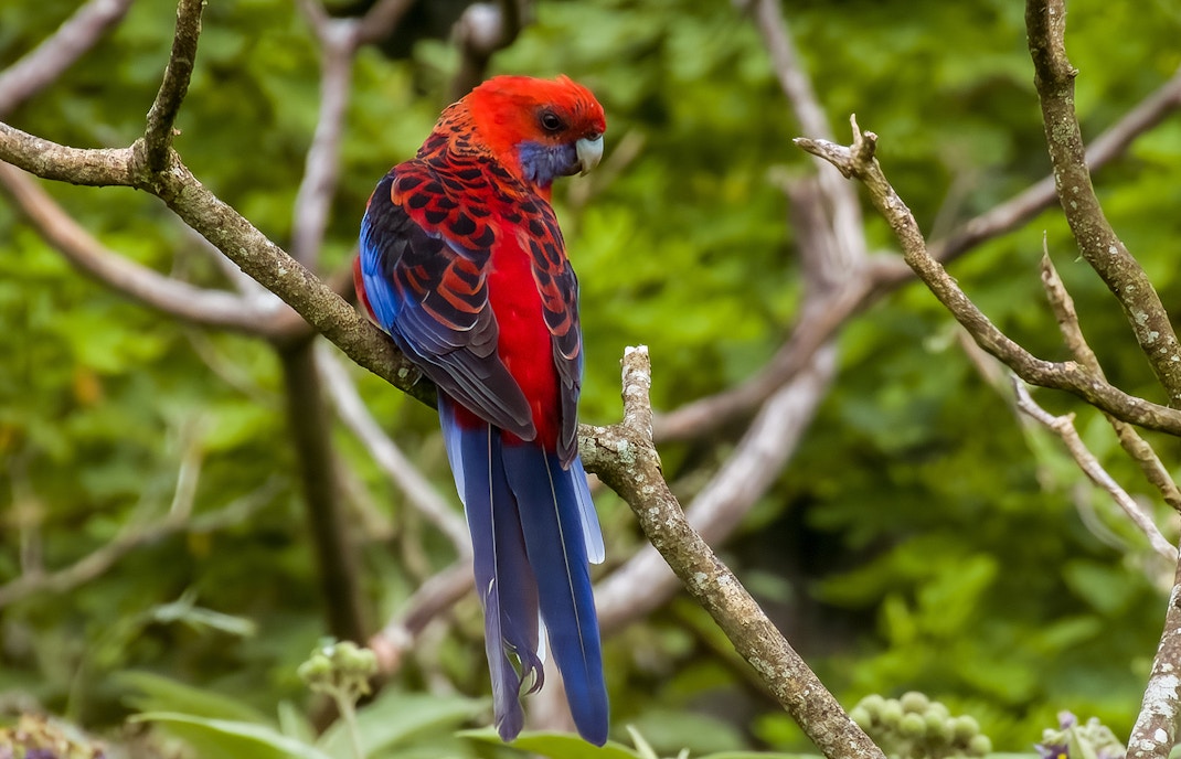 Crimson rosellas perched on a branch in a lush Australian forest.