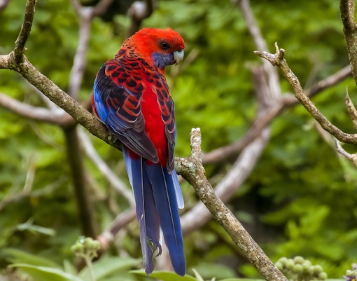 Crimson rosellas