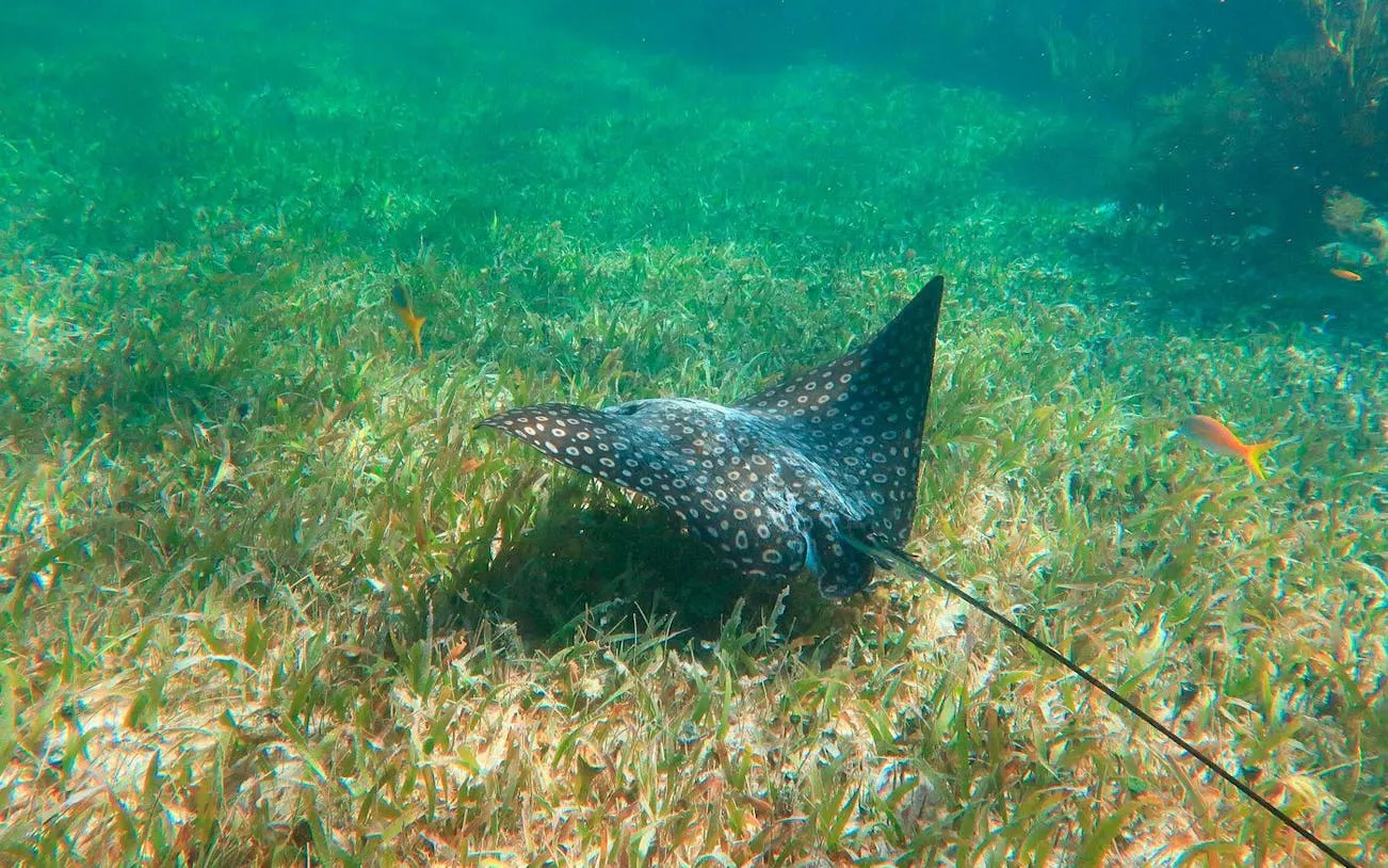 3 Hidden Cenotes and Puerto Morelos Reef Guided Snorkeling Tour