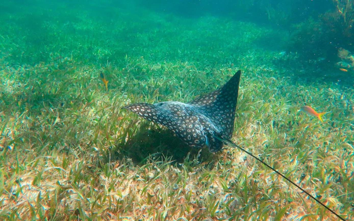 3 Hidden Cenotes and Puerto Morelos Reef Guided Snorkeling Tour