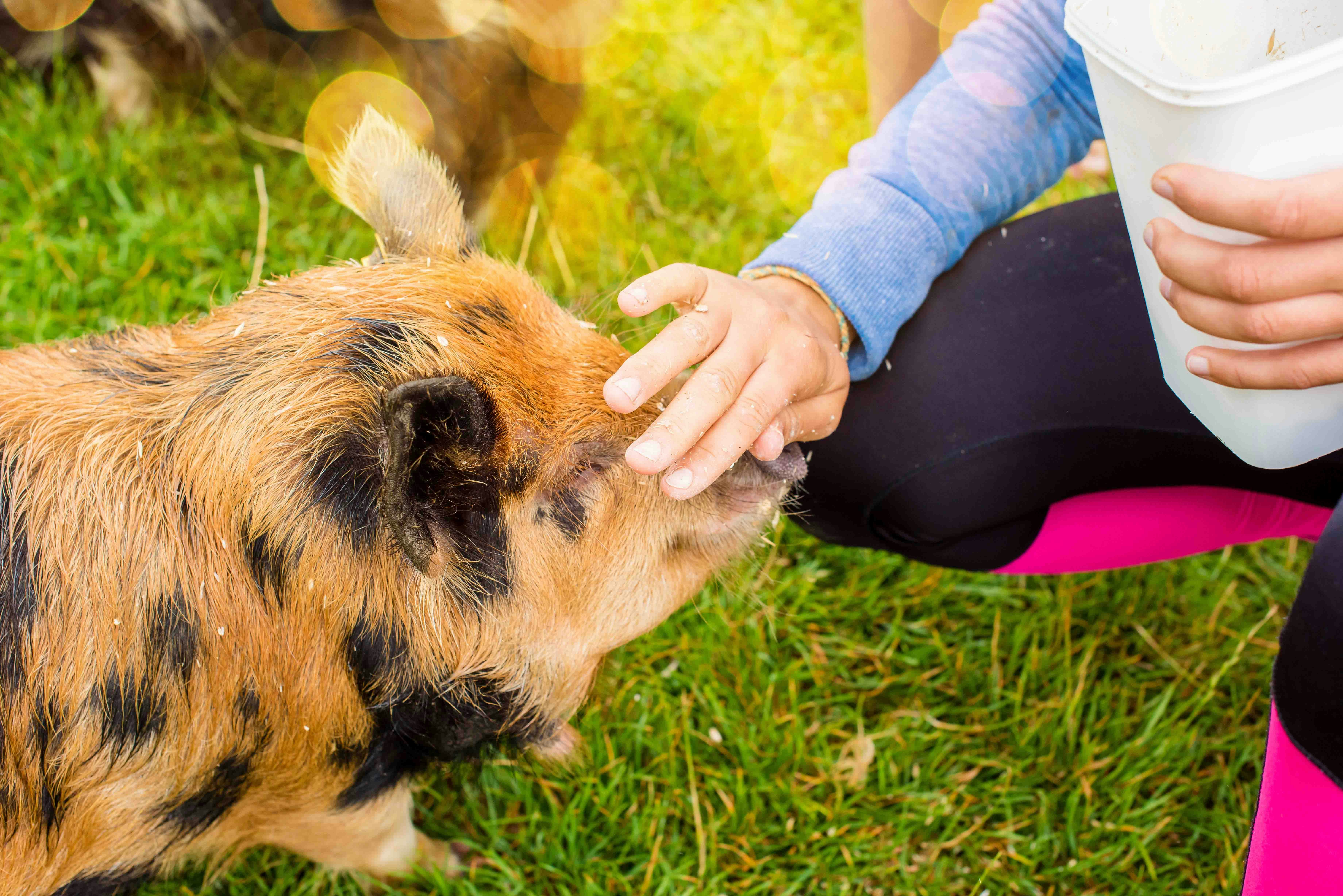Pot-bellied pigs roaming a grassy field in a rural setting, showcasing their natural habitat.