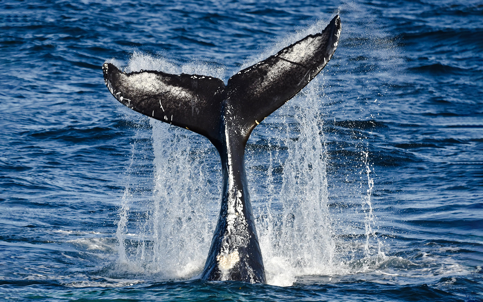 Whale tail splashing in ocean during cruise whale watching tour.