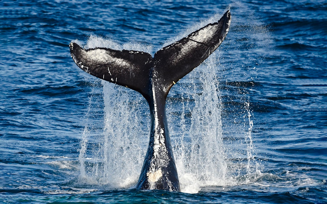 Whale tail splashing in ocean during cruise whale watching tour.