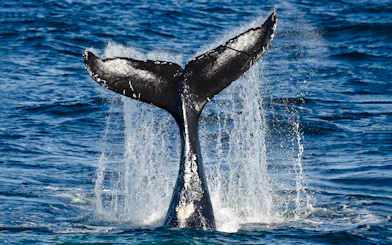 Whale tail splashing in ocean during cruise whale watching tour.