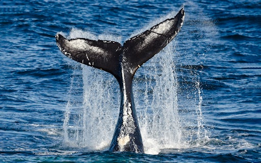 Whale tail splashing in ocean during cruise whale watching tour.