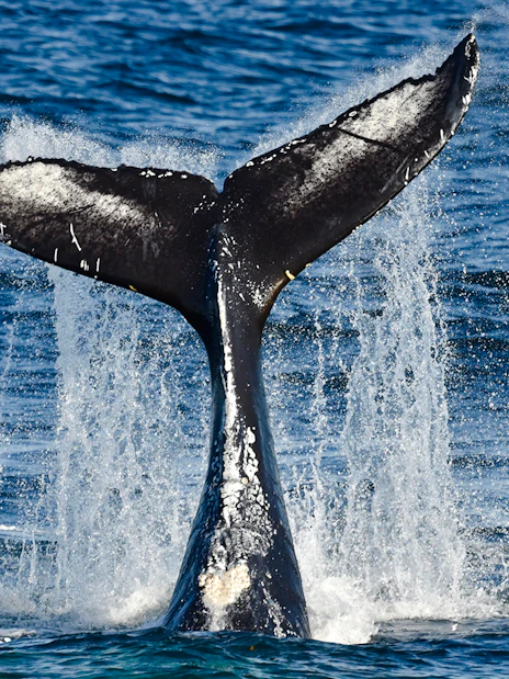 Whale tail splashing in ocean during cruise whale watching tour.