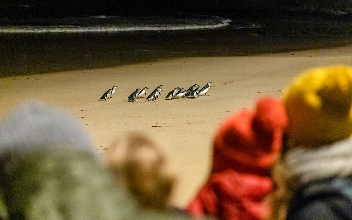 Penguins walking on Phillip Island beach during Puffing Billy and Penguin Parade tour.