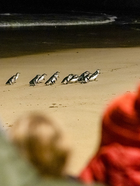 Penguins walking on Phillip Island beach during Puffing Billy and Penguin Parade tour.