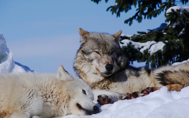 Arctic wolves resting in snow at Asahiyama Zoo, Hokkaido, Japan.