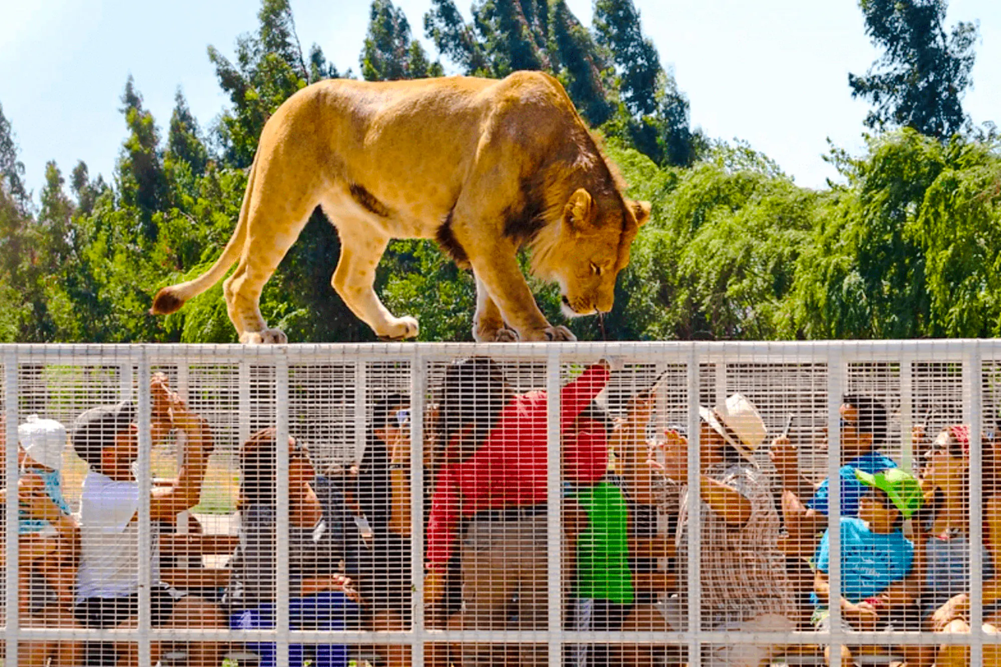 Lion walking on cage above tourists at Parque Safari, Santiago.