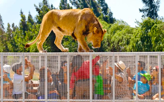 Lion walking on cage above tourists at Parque Safari, Santiago.