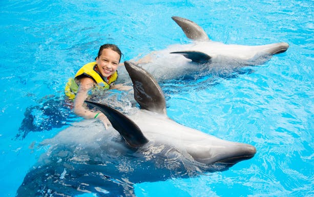experiență premium de înot cu delfinii, de 5 minute - hurghada-3