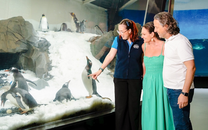 Tourists observing penguins at SEA LIFE Melbourne aquarium exhibit.