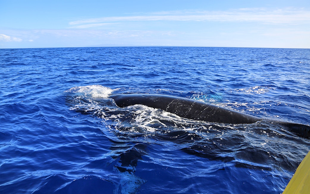 Humpback whale surfacing near a small boat in Maui, Hawaii.