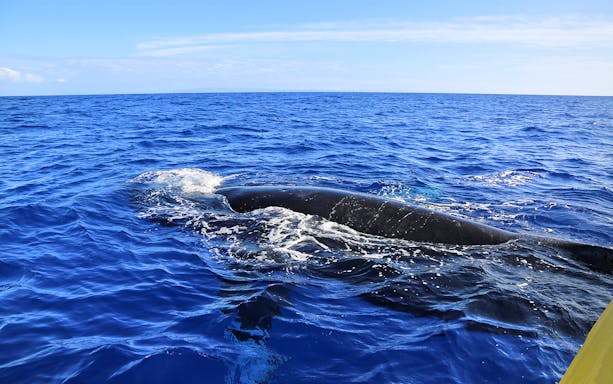 Humpback whale surfacing near a small boat in Maui, Hawaii.
