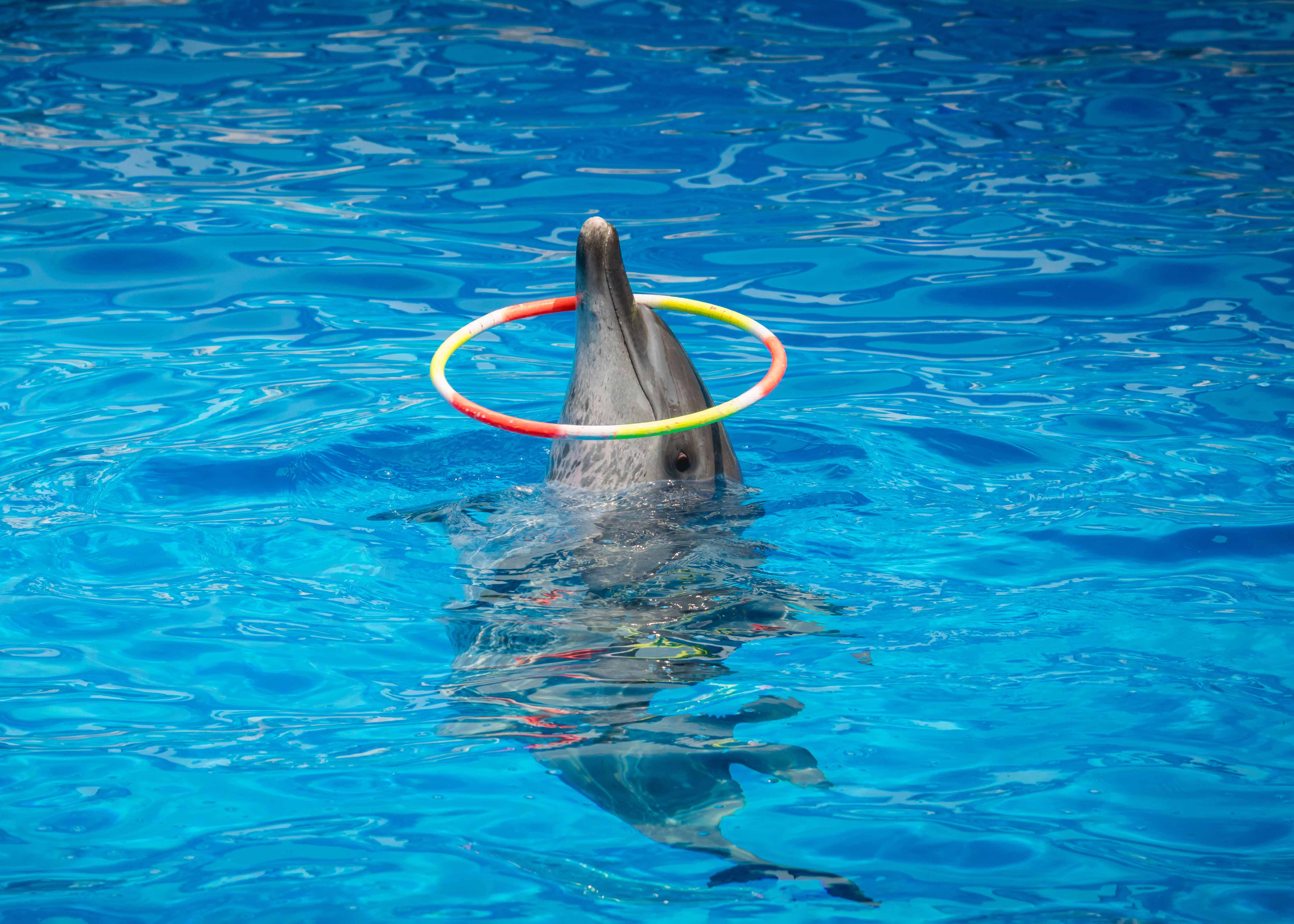 Constanta Dolphinarium