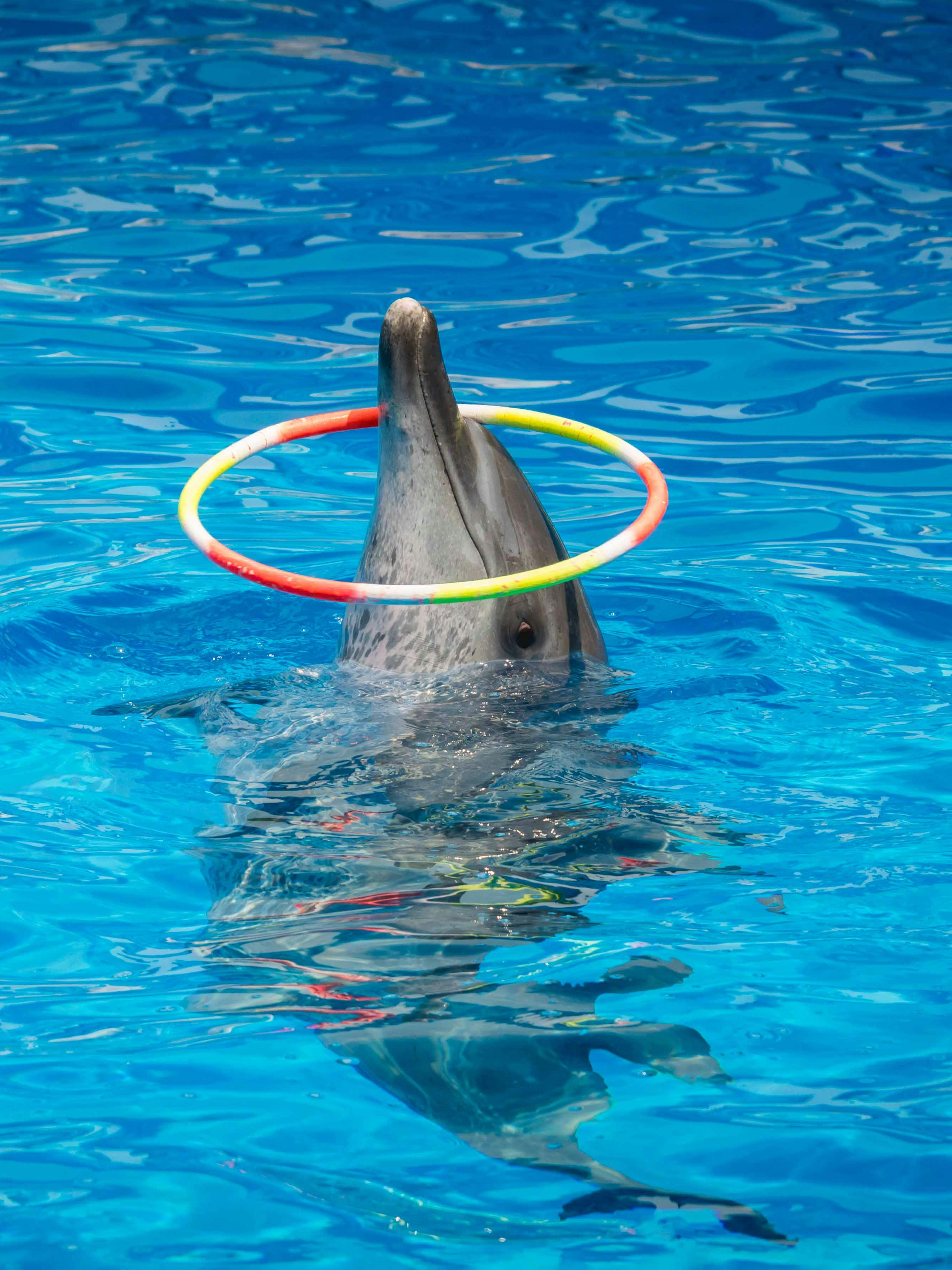 Dolphin performing with hoop at Constanta Dolphinarium.