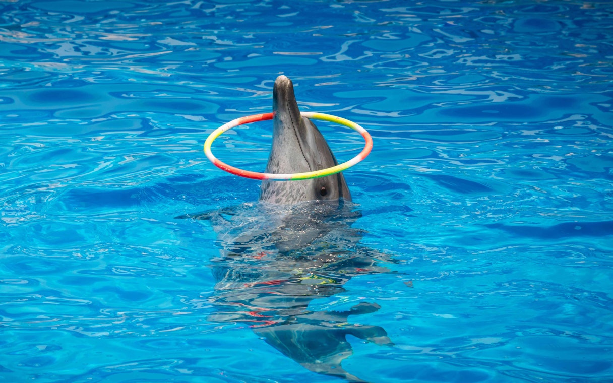 Dolphin performing with hoop at Constanta Dolphinarium.