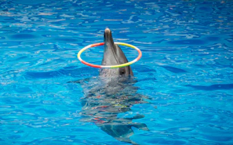 Dolphin performing with hoop at Constanta Dolphinarium.