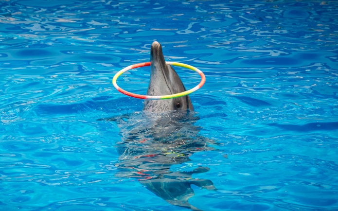 Dolphin performing with hoop at Constanta Dolphinarium.