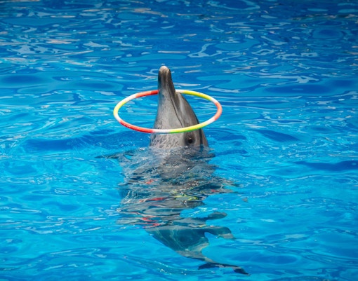 Constanta Dolphinarium