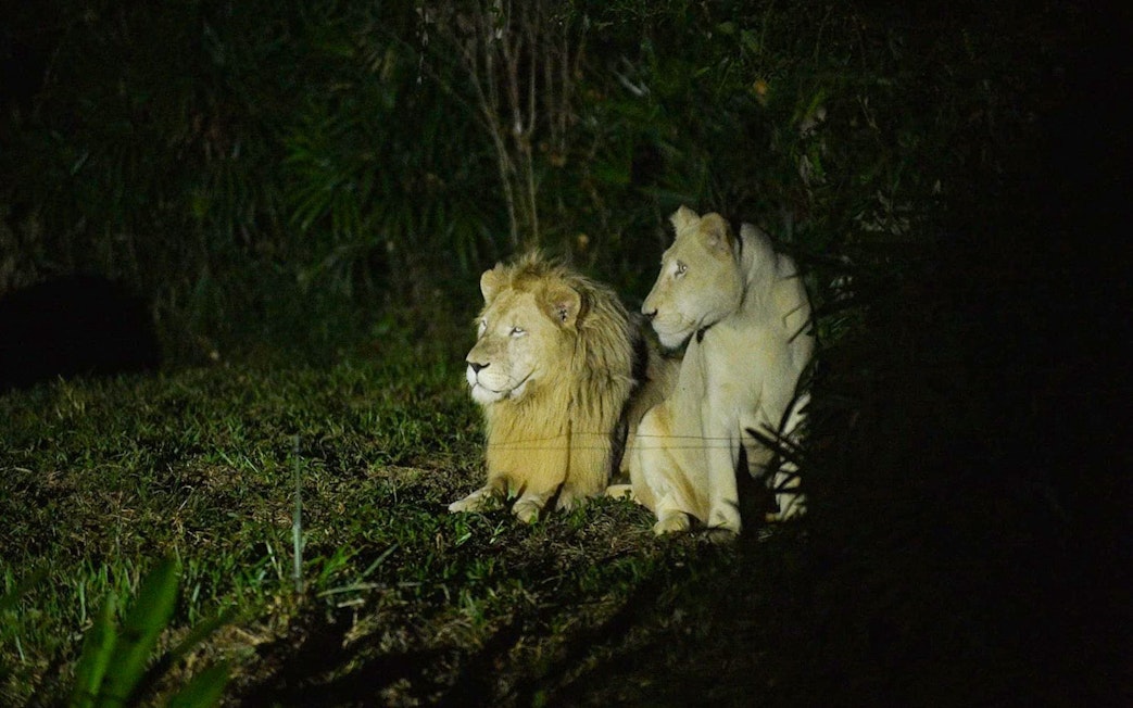 Lions resting at Vinpearl Night Safari, Vietnam.