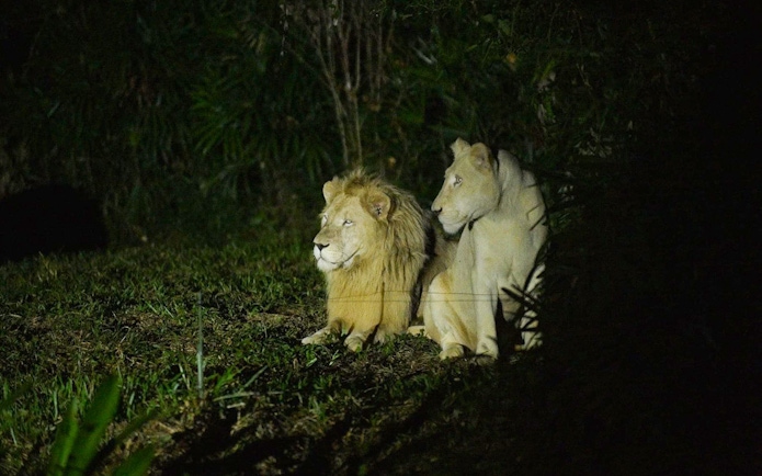 Lions resting at Vinpearl Night Safari, Vietnam.