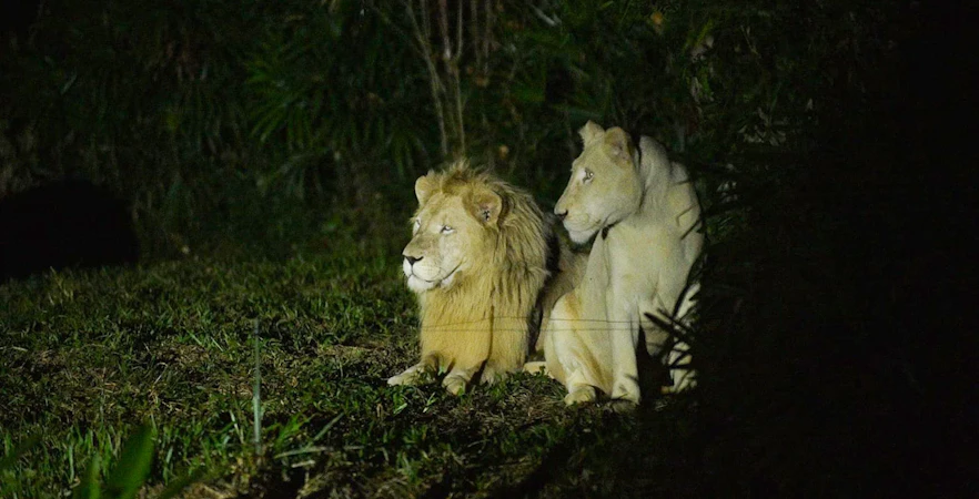 Lions resting at Vinpearl Night Safari, Vietnam.