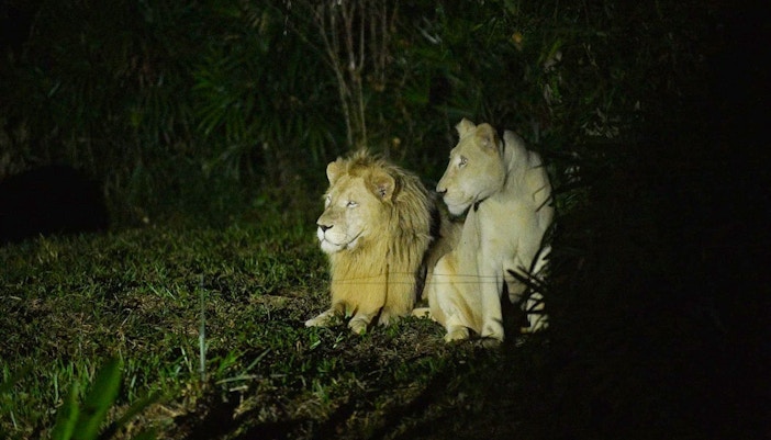 Lion at Vinpearl Night Safari