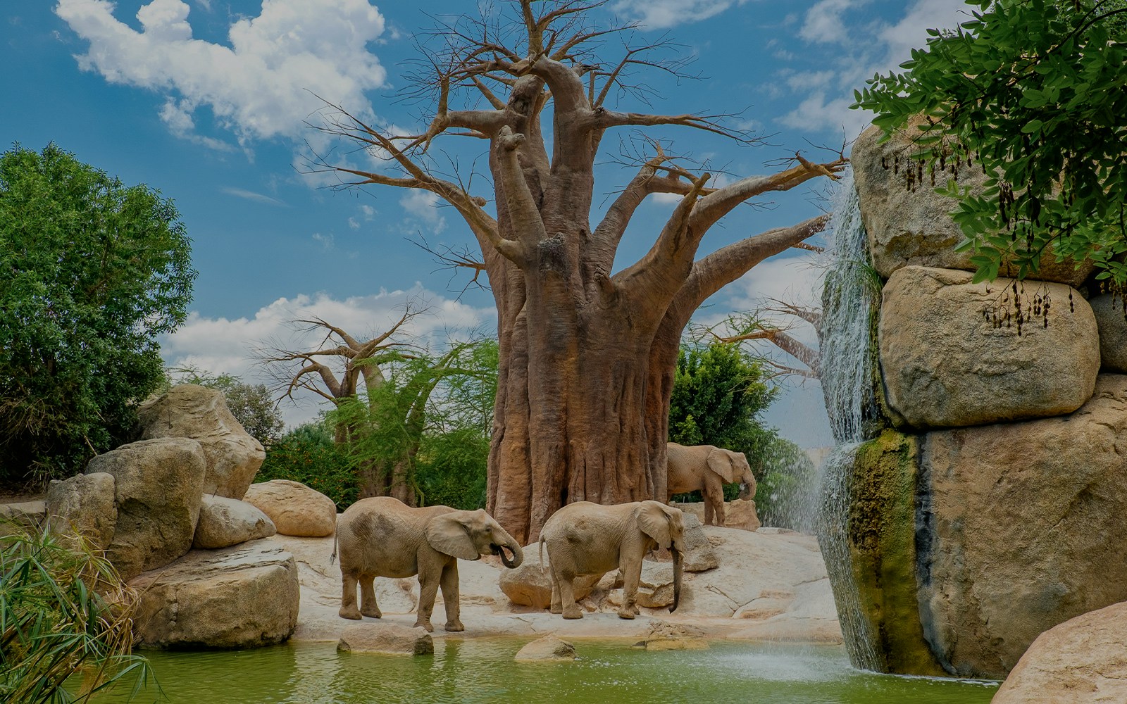 Elephants near a baobab tree and waterfall in Bioparc Valencia's African savannah exhibit.