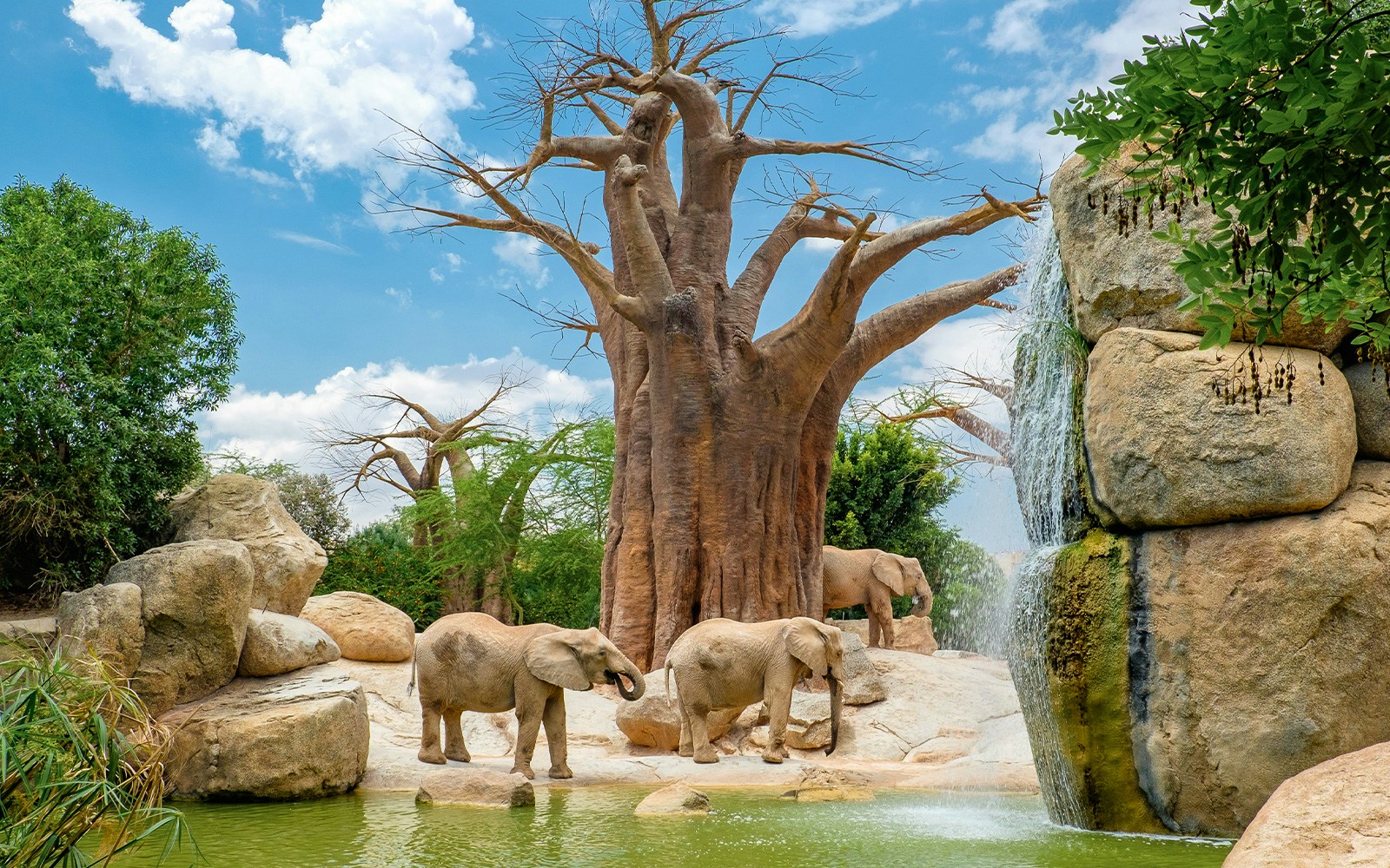 Elephants near a baobab tree and waterfall in Bioparc Valencia's African savannah exhibit.