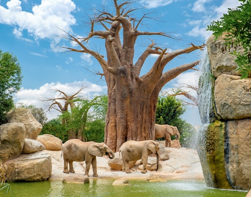 Elephant, African Savannah habitat Bioparc Valencia