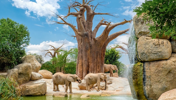 Elephants near a baobab tree and waterfall in Bioparc Valencia's African savannah exhibit.