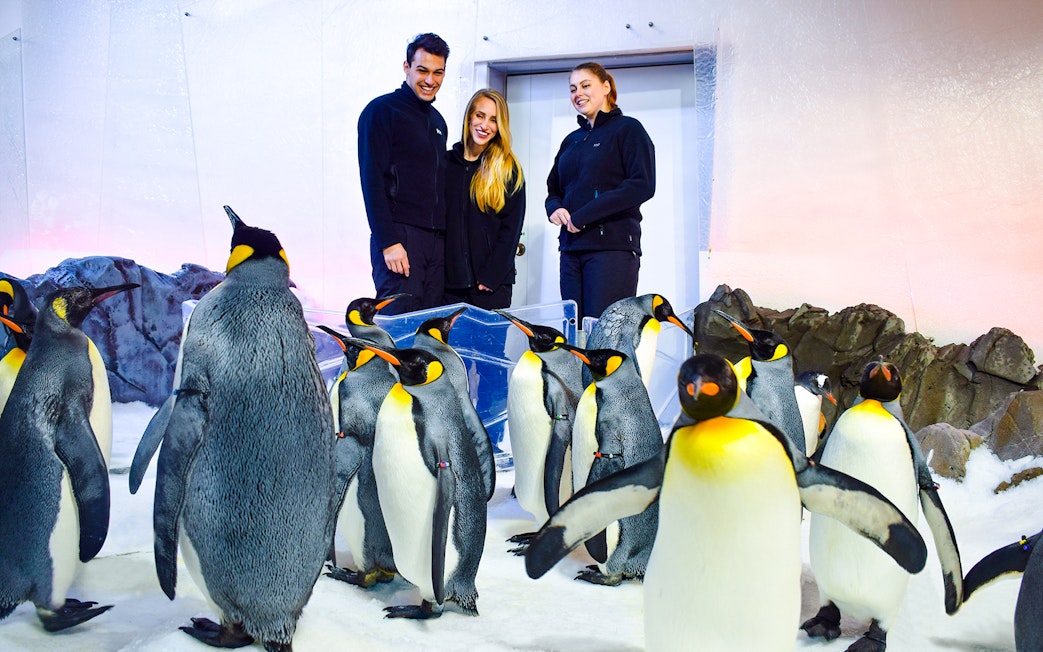 Penguins interacting with visitors at SEA LIFE Melbourne.