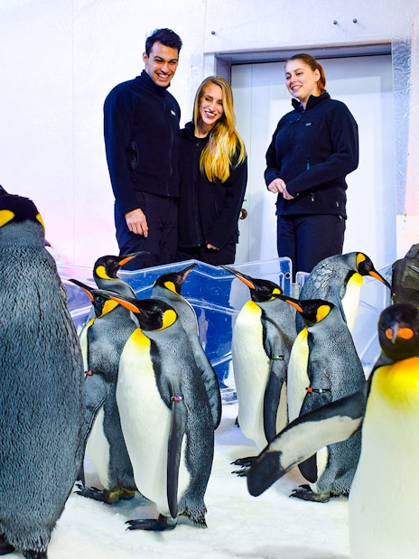 Penguins interacting with visitors at SEA LIFE Melbourne.