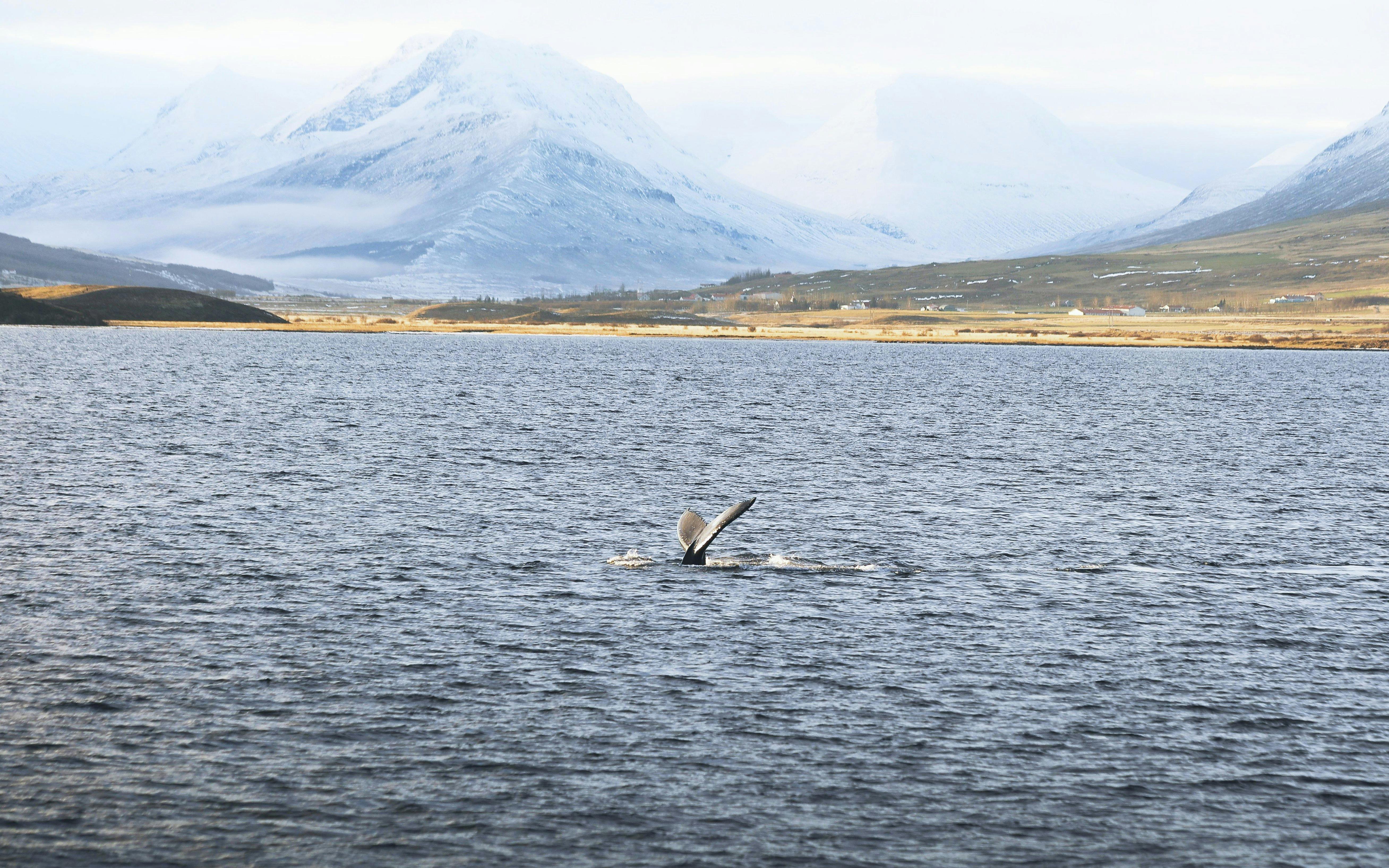 Whale tail emerging from Eyjafjörður waters with snowy mountains in Hjalteyri background.