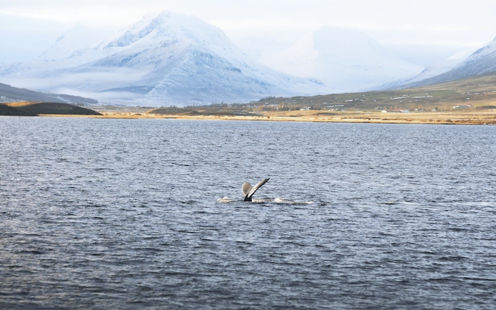 Whale tail emerging from Eyjafjörður waters with snowy mountains in Hjalteyri background.